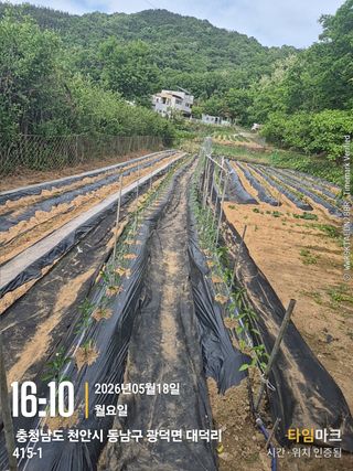 매실21434님의 기타작물 · 영농일지 작성글 사진