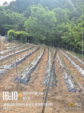 매실21434님의 기타작물 · 영농일지 작성글 사진