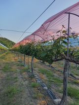 소백산단산포도이종석님의 작성글 사진