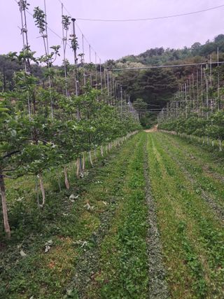 양배추20804님의 사과 · 영농일지 작성글 사진