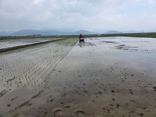 정정치님의 기타작물 · 영농일지 작성글 사진
