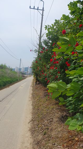 송완춘님의 고추 · 영농일지 작성글 사진