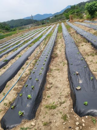 전선경님의 기타작물 · 영농일지 작성글 사진