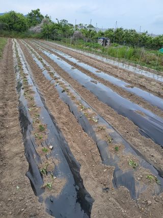 racelee님의 고구마 · 영농일지 작성글 사진