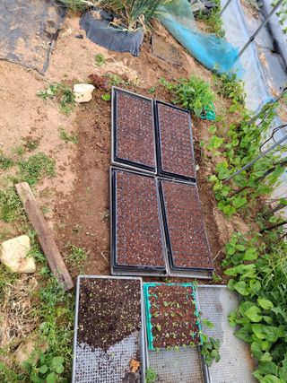 백영호님의 참깨 · 영농일지 작성글 사진