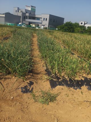 보기님의 기타작물 · 영농일지 작성글 사진