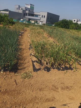보기님의 기타작물 · 영농일지 작성글 사진