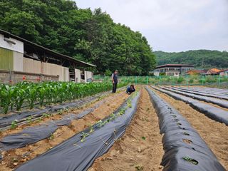 경달현님의 고구마 · 영농일지 작성글 사진
