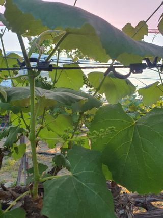 소백산단산포도이종석님의 포도 · 영농일지 작성글 사진