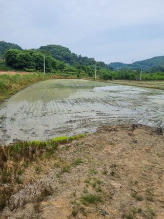 폭포수 아래님의 벼 · 영농일지 작성글 사진