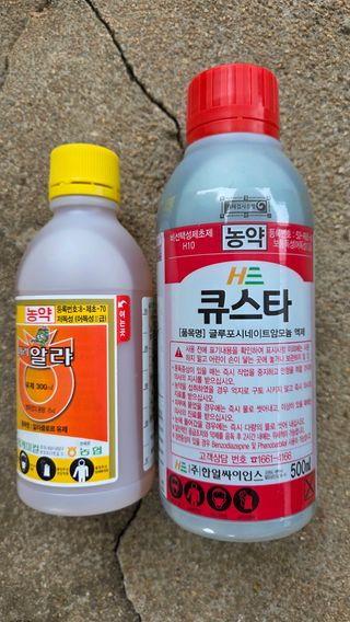  조약돌님의 작성글 사진