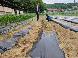 경달현님의 고구마 · 영농일지 작성글 사진