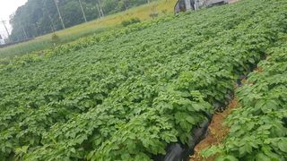 최춘득 청대산 님의 감자 · 영농일지 작성글 사진