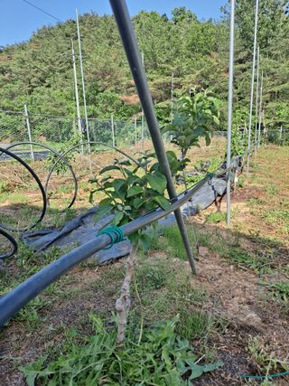 이한재님의 사과 · 영농일지 작성글 사진