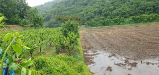 반성식님의 벼 · 영농일지 작성글 사진
