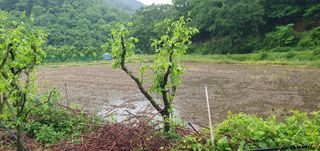 반성식님의 벼 · 영농일지 작성글 사진
