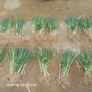 삼성농산님의 파 · 영농일지 작성글 사진