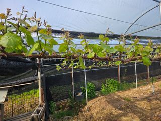 조영민님의 포도 · 영농일지 작성글 사진