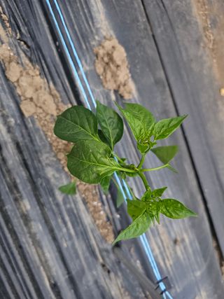 작은세우님의 고추 · 영농일지 작성글 사진