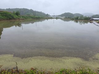 공주 음나무 농장님의 벼 · 영농일지 작성글 사진