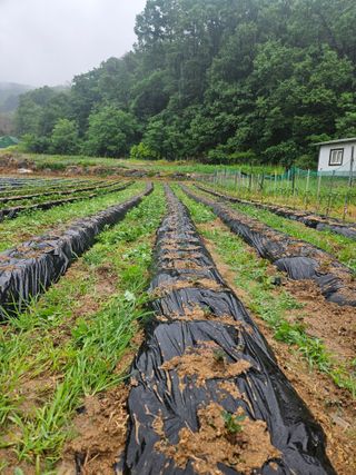 드라곤해드님의 기타작물 · 영농일지 작성글 사진