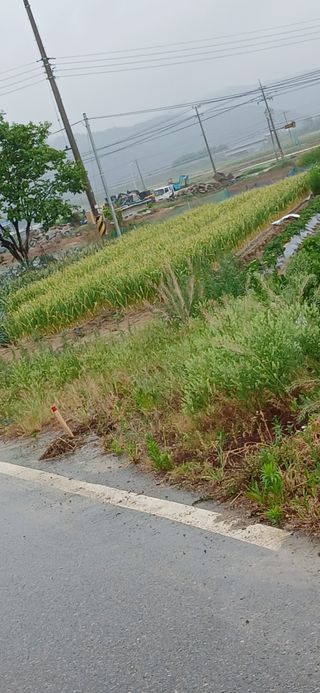 박농부님의 기타작물 · 영농일지 작성글 사진