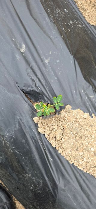 고구마15091님의 기타작물 · 영농일지 작성글 사진