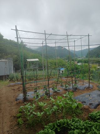 보공(김대호)님의 기타작물 · 영농일지 작성글 사진