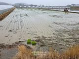 팜모닝 벼·영농일지 게시글 이미지