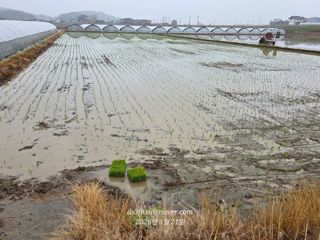 제-비님의 벼 · 영농일지 작성글 사진