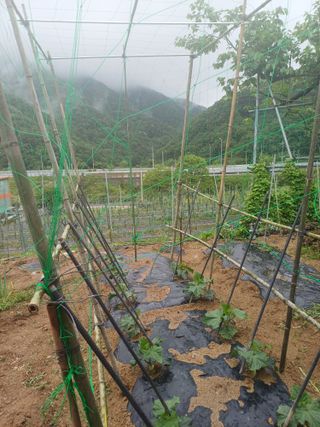 보공(김대호)님의 기타작물 · 영농일지 작성글 사진