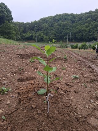 류남열님의 사과 · 영농일지 작성글 사진