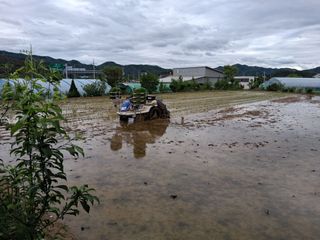 삼신령님의 벼 · 영농일지 작성글 사진