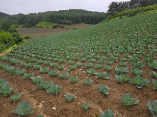 김성수님의 양배추 · 영농일지 작성글 사진