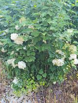 블루베리25247님의 작성글 사진