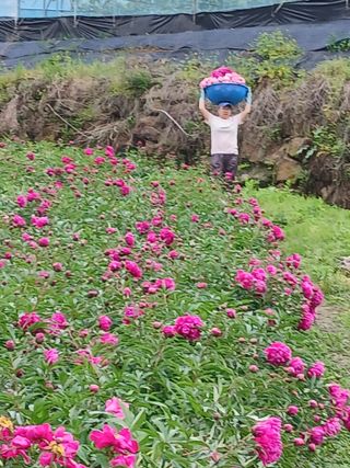 부자수박님의 기타작물 · 영농일지 작성글 사진
