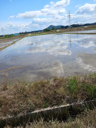 즐겁게 일하는조시형님의 벼 · 영농일지 작성글 사진