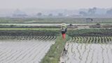 팜모닝 벼·영농일지 게시글 이미지