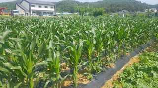 최춘득 청대산 님의 기타작물 · 영농일지 작성글 사진
