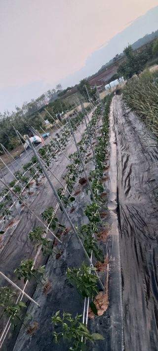 내장상동초보농부님의 고추 · 영농일지 작성글 사진