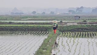 이미옥님의 벼 · 영농일지 작성글 사진