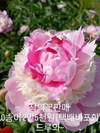 부자수박님의 기타작물 · 영농일지 작성글 사진