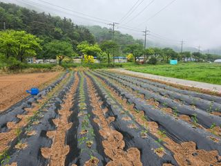 김대기님의 기타작물 · 영농일지 작성글 사진