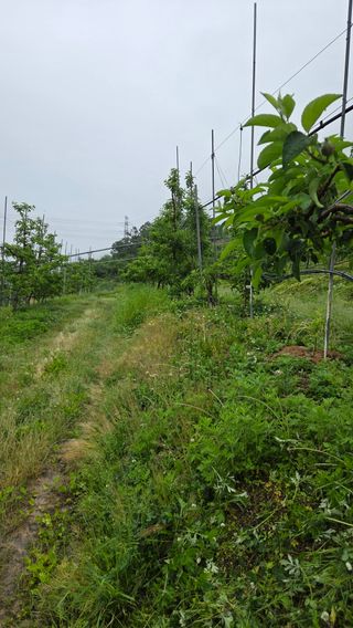 김중달님의 사과 · 영농일지 작성글 사진