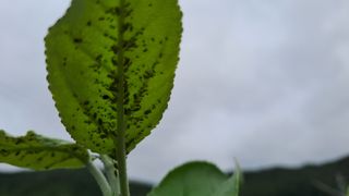 흑포님의 사과 · 영농일지 작성글 사진