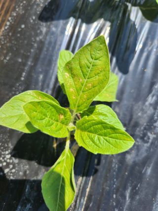 노복우님의 참깨 · 영농일지 작성글 사진