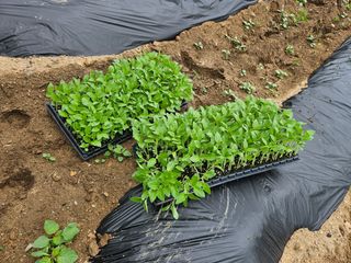 경달현님의 참깨 · 영농일지 작성글 사진