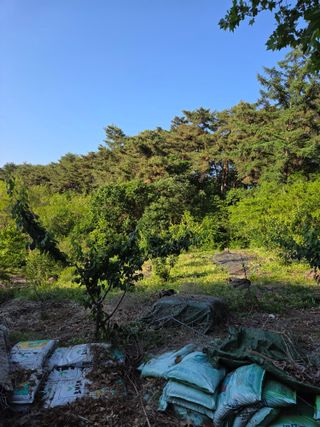 블루베리8034님의 매실 · 영농일지 작성글 사진