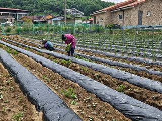 경달현님의 참깨 · 영농일지 작성글 사진
