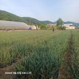 팜모닝 마늘·영농일지 게시글 이미지